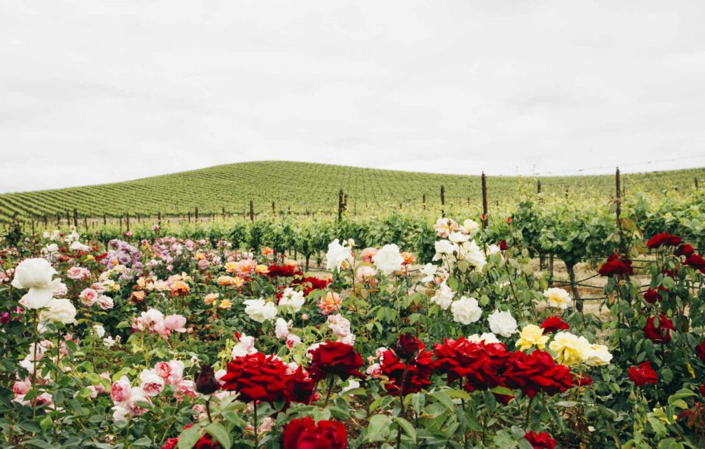roses and vineyard